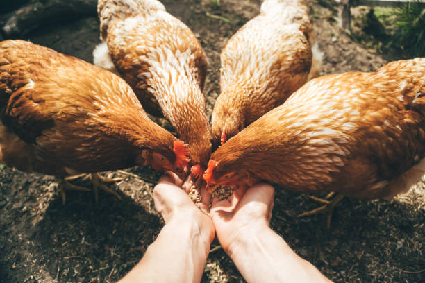 HumicFed feeding chickens