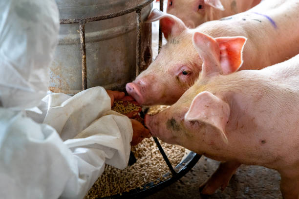 HumicFed feeding pigs