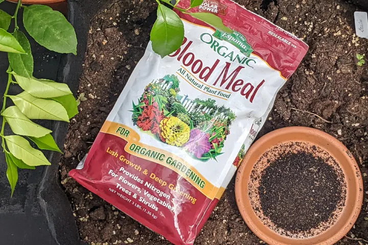 Blood meal fertilizer