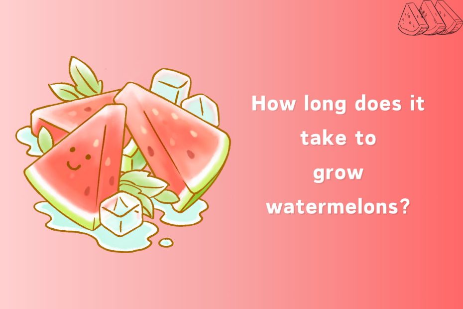 How long does it take to grow watermelons