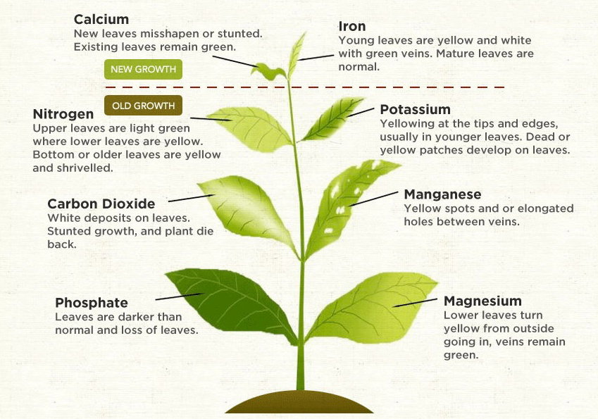 Symptoms-of-Nutritional-Deficiencies-in-Plants