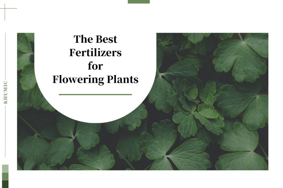 The Best Fertilizers for Flowering Plants