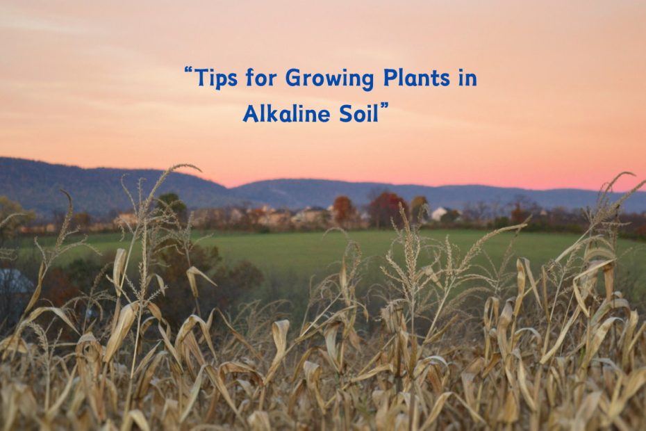 Tips for Growing Plants in Alkaline Soil