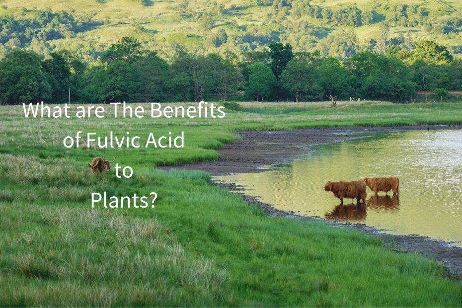 What are The Benefits of Fulvic Acid to Plants