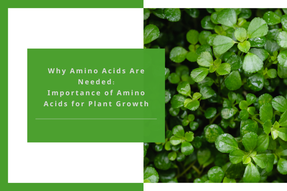 Why Amino Acids Are Needed Importance of Amino Acids for Plant Growth