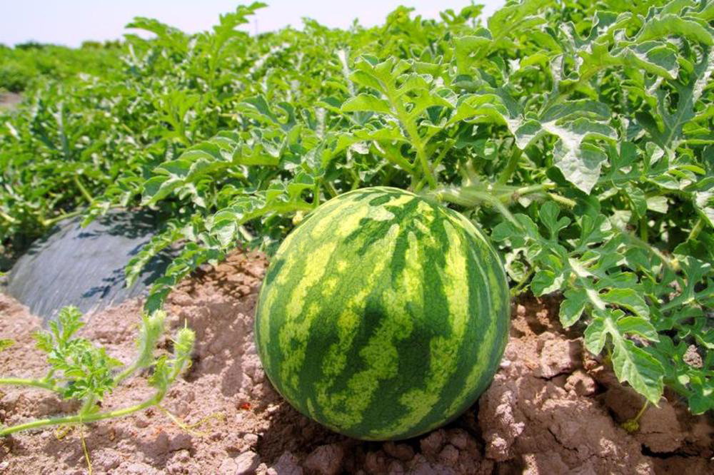 grow watermelons