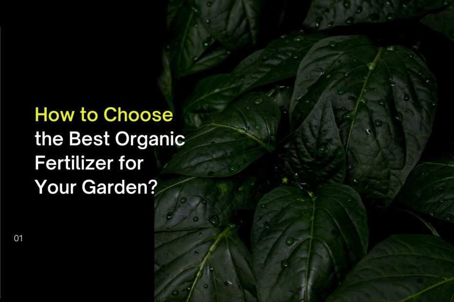 How to Choose the Best Organic Fertilizer for Your Garden