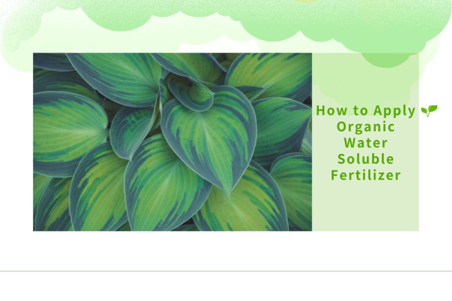 How to Apply Organic Water Soluble Fertilizer