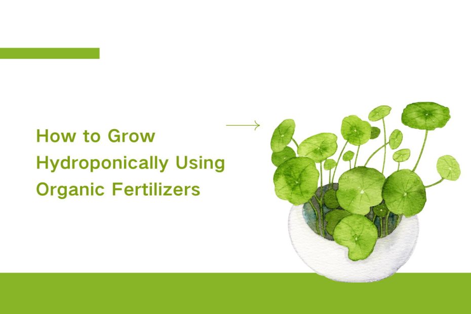 How to Grow Hydroponically Using Organic Fertilizers