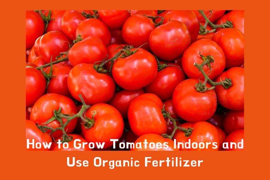 How to Grow Tomatoes Indoors and Use Organic Fertilizer