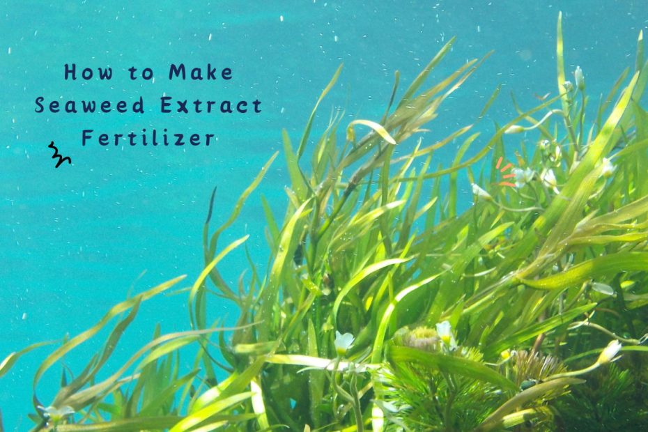 How to Make Seaweed Extract Fertilizer