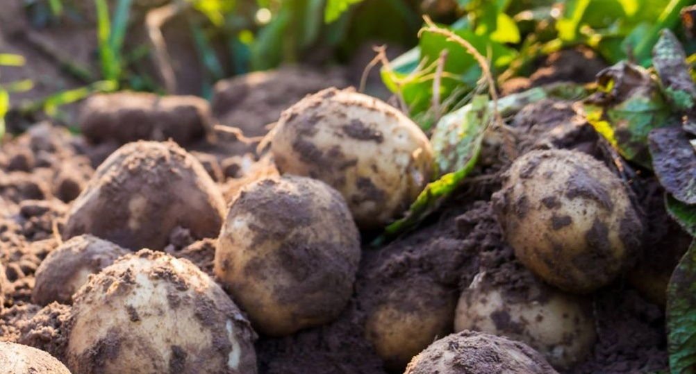 Nutritional Requirements of Potatoes