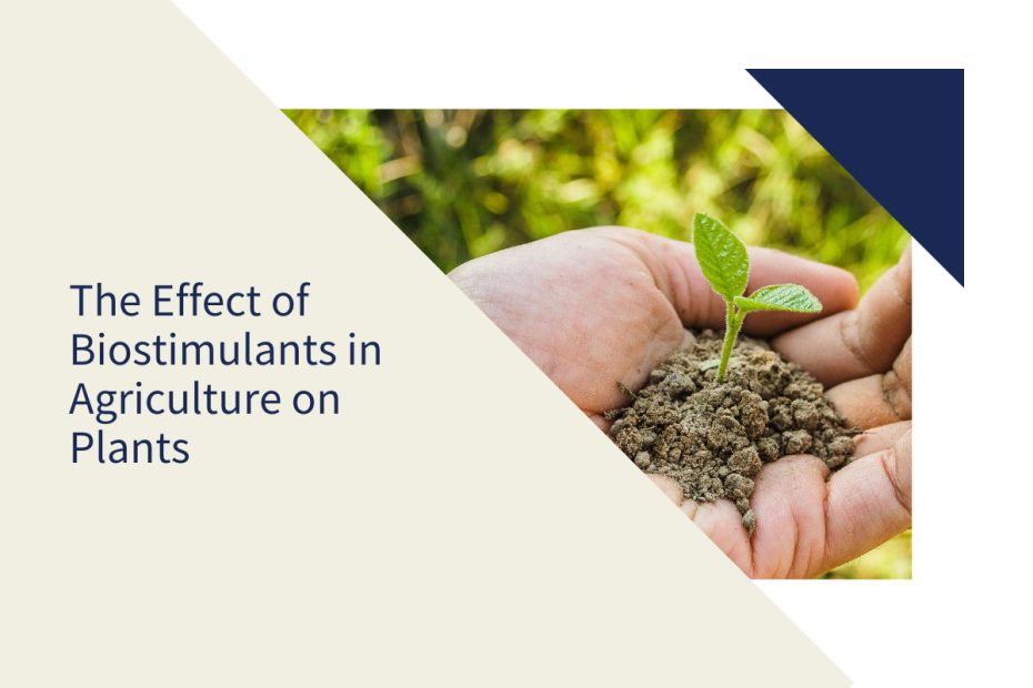 The Effect of Biostimulants in Agriculture on Plants