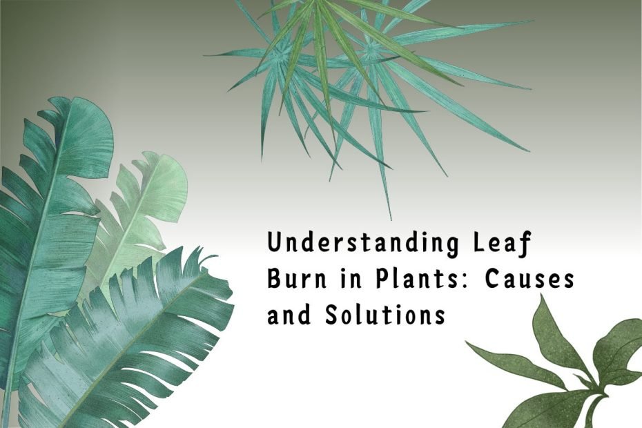 Understanding Leaf Burn in Plants Causes and Solutions