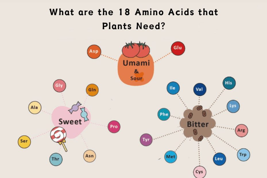What are the 18 Amino Acids that Plants Need