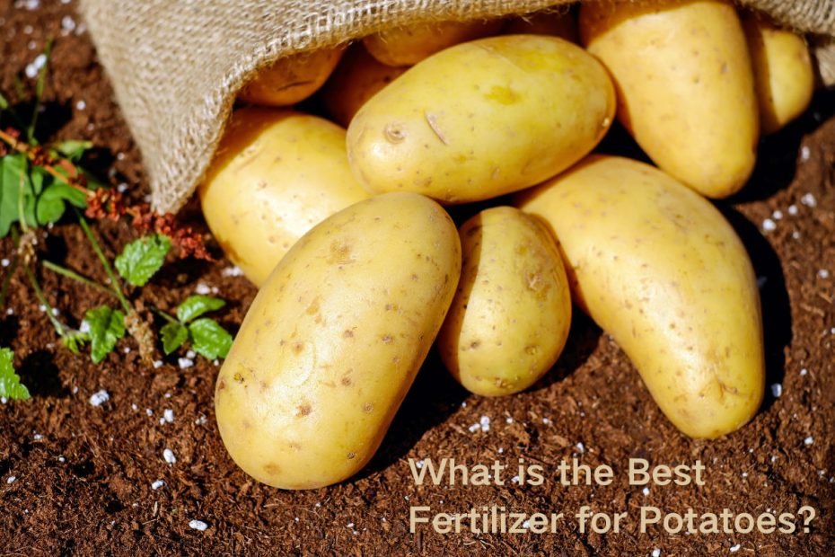 What is the Best Fertilizer for Potatoes