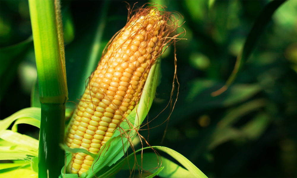 Application of Humic Acid Fertilizer on Corn