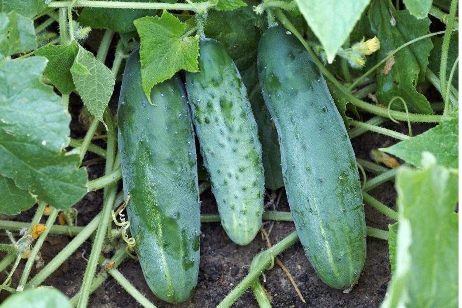 How to Fertilize Cucumber Plants - Get the Best Harvest From Your Plants
