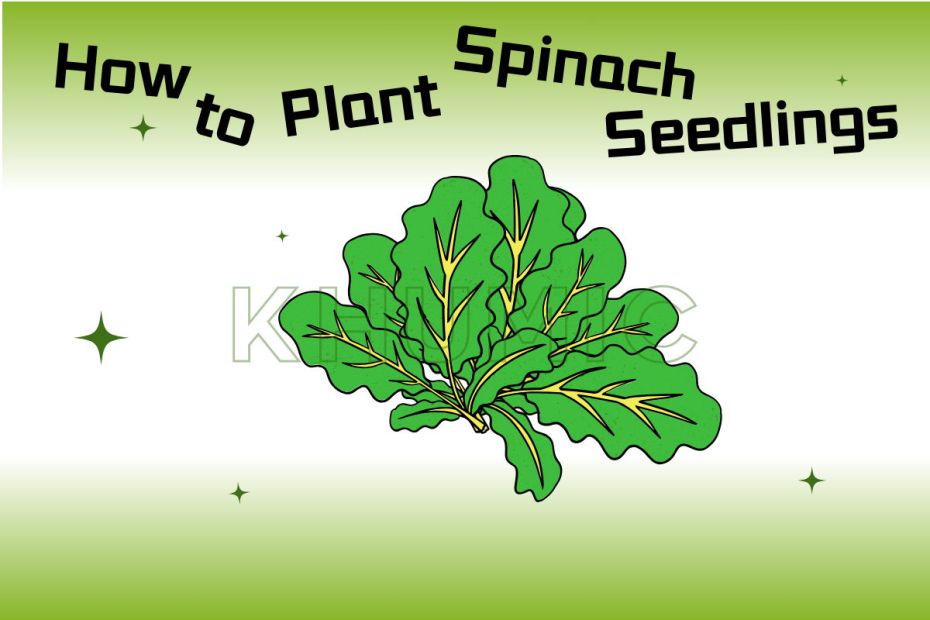 How to Plant Spinach Seedlings