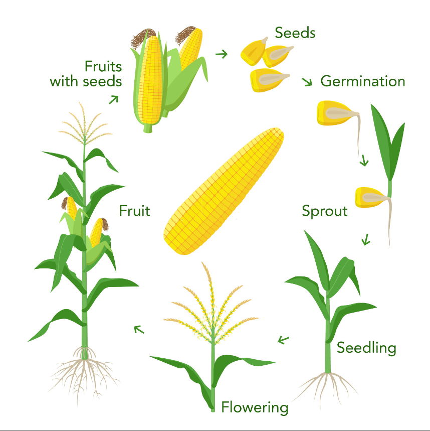Humic Acid Fertilizer on Corn Application Time