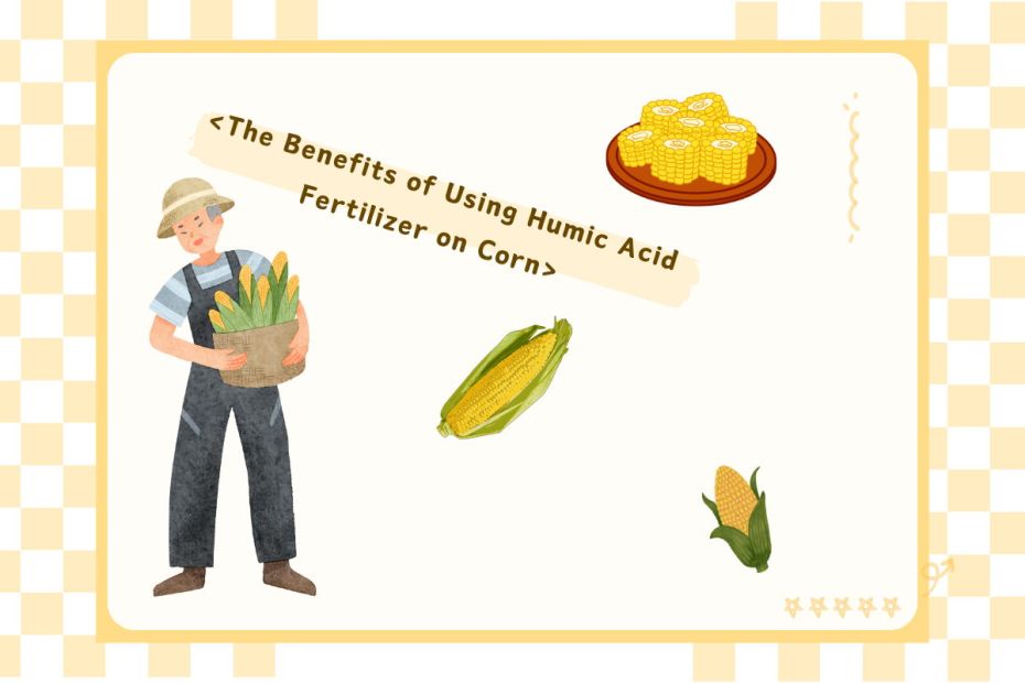 The Benefits of Using Humic Acid Fertilizer on Corn